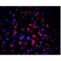 TUNEL LiFluor™ 594 Apoptosis Detection Kit (50 rxn)